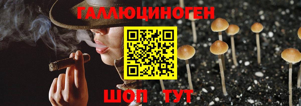 Галлюциногенные грибы Psilocybe Белгород
